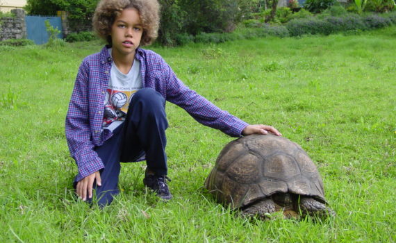 Reptielen - Schildpad