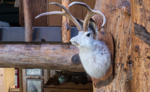 Jackalope