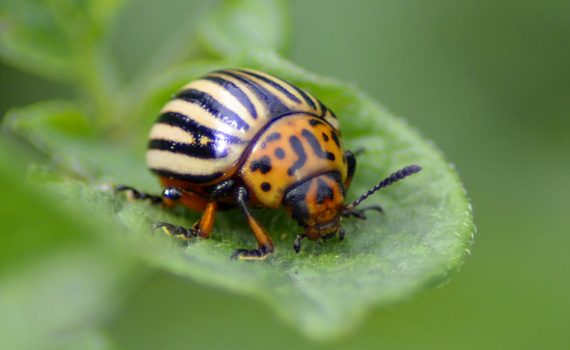 Coloradokever - Insecten