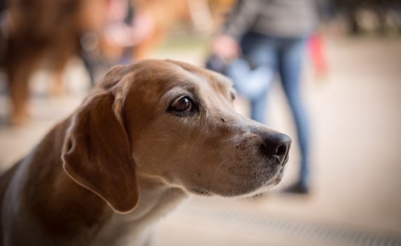 Hond hoopt op iets