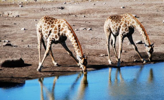 Drinkende giraffe