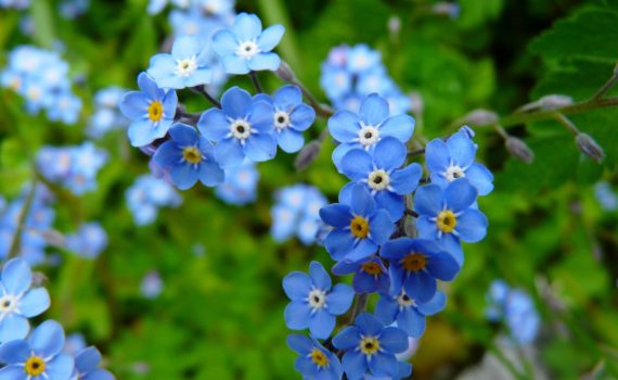 Vergeet-mij-nietjes