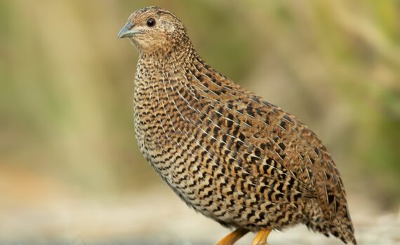 Dove kwartel