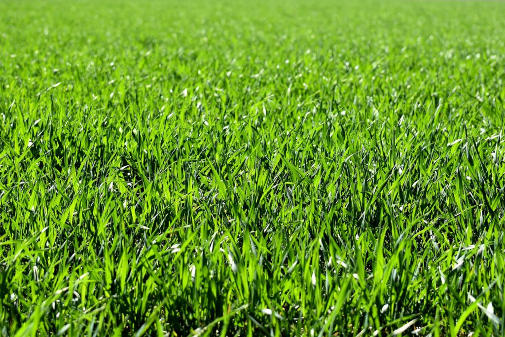Gras Spreekwoorden en Citaten