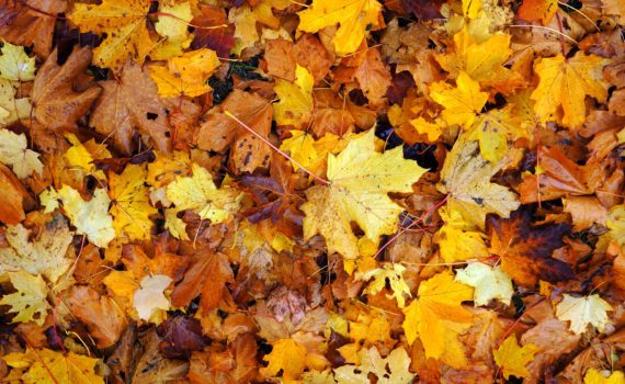 Herfst bladeren november