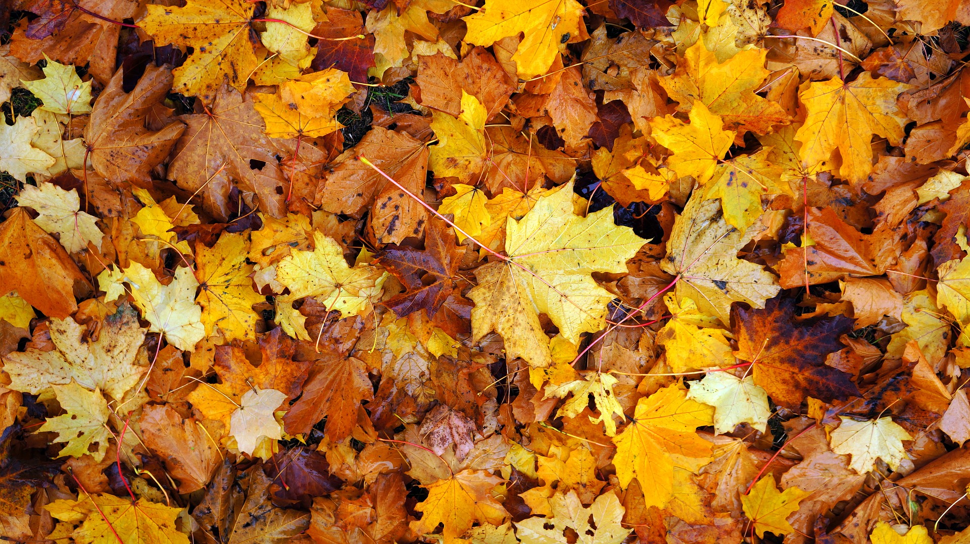 November spreekwoorden citaten