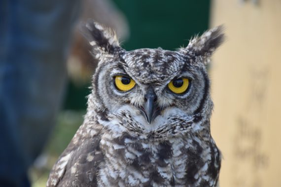 Uilen Spreekwoorden en Citaten Uilen Spreekwoorden en Citaten