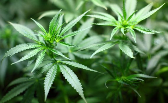 Drug of medicijn?